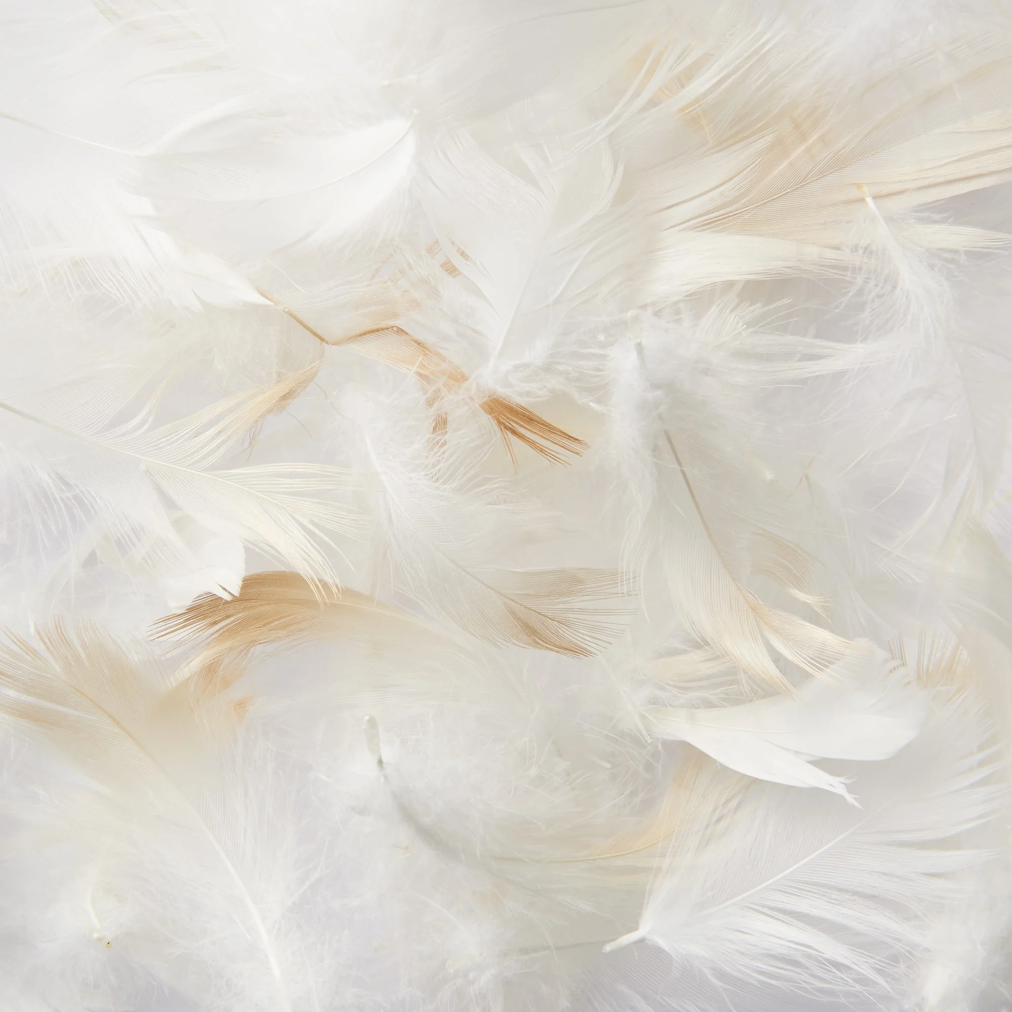 Dust-mite Resistant Feather Cushion - Image 2